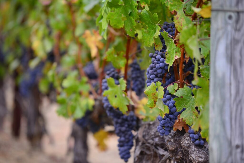 Unsplash.com @ Yifeng Lu CCO Public Domain In Südtirol werden auch Weinreben angebaut. Dazu gehören Chardonnay, Pinot Grigio, Cabernet Sauvignon und viele andere. 